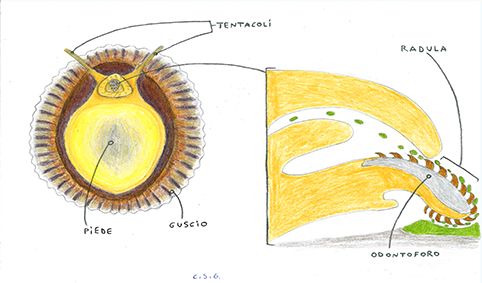 DISEGNO PATELLE