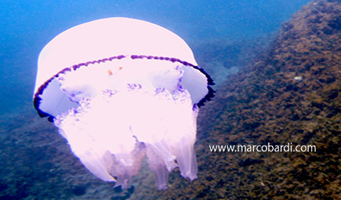 MEDUSA POLMONE DI MARE foto Marco Bardi