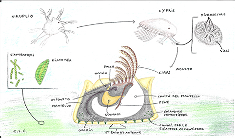 balani disegno