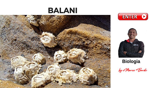 bottone balani biologia