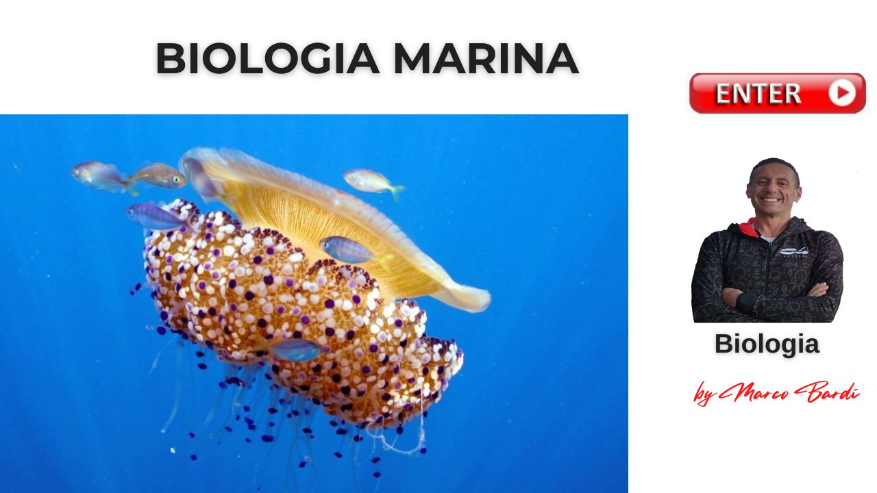 bottone biologia marina