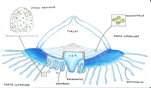 disegno velella